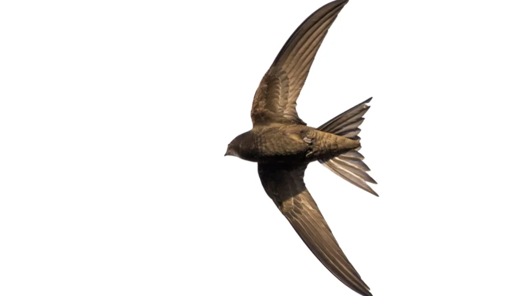 Taylor Swift Pick up Lines