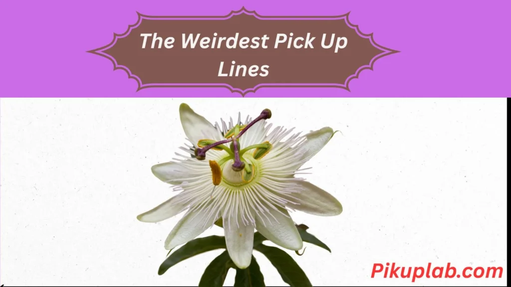 The Weirdest Pick Up Lines