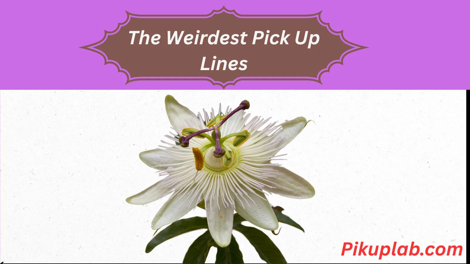 The Weirdest Pick Up Lines